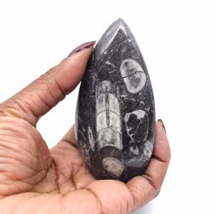 Orthoceras fossil Marocko