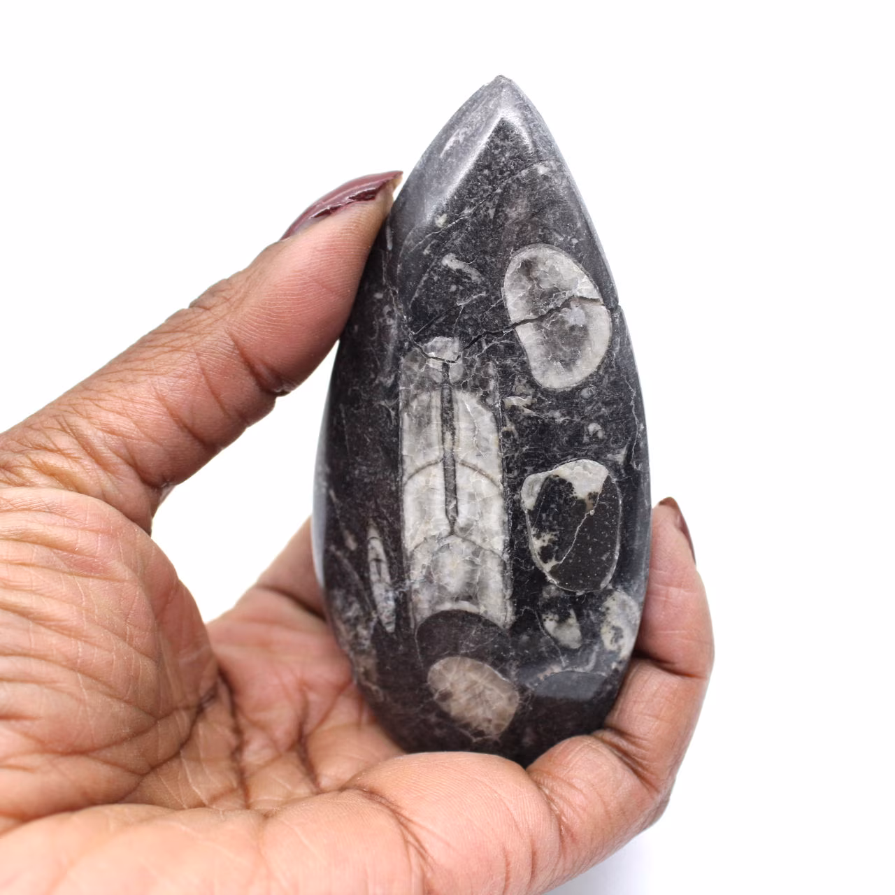 Orthoceras fossil Marocko