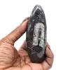 Orthoceras fossil från Marocko - 12