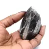 Orthoceras av Marocko - 0