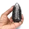 Orthoceras fossil från Marocko - 13