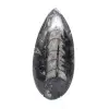Polerade Orthoceras - 1