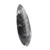 Polerade Orthoceras - 3