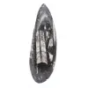 Orthoceras fossil Marocko - 1