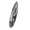 Orthoceras fossil Marocko - 2