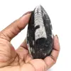 Orthoceras fossil från Marocko - 15
