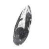 Orthoceras fossil från Marocko - 2