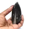 Orthoceras fossil från Marocko - 16