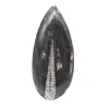 Orthoceras fossil från Marocko - 1