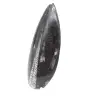 Orthoceras fossil från Marocko - 2