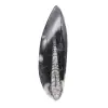 Orthoceras fossil Marocko - 1