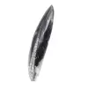Orthoceras fossil Marocko - 2