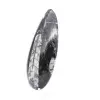 Orthoceras fossil - 2
