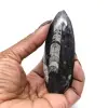 Orthoceras fossil - 0