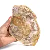 Naturligt polerat fossiliserat trä - 0