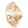 Naturligt polerat fossiliserat trä - 1