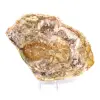 Naturligt polerat fossiliserat trä - 2