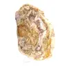 Naturligt polerat fossiliserat trä - 3