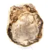 Naturligt polerat förstenat trä - 2