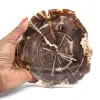 Polerat fossiliserat trä från Madagaskar - 0