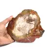 Skiva fossiliserat trä från Madagaskar - 0