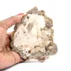 Naturligt polerat fossiliserat trä - 0