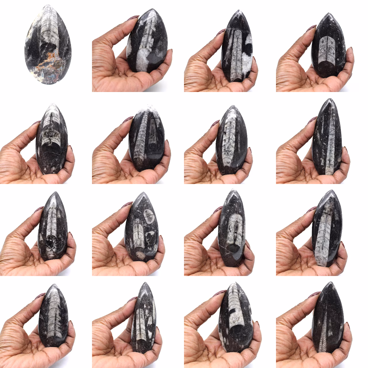 Orthoceras fossil från Marocko