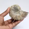 Ammonit Douvilleiceras inaequinodum - 0