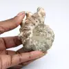 Ammonit Douvilleiceras inaequinodum - 0