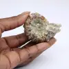 Ammonit Douvilleiceras inaequinodum - 0