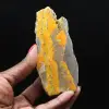 Humlajaspis: Indonesiskt exemplar - 1