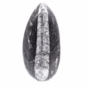 Fossila Orthoceras från Marocko
