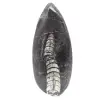 Orthoceras-fossil - 0