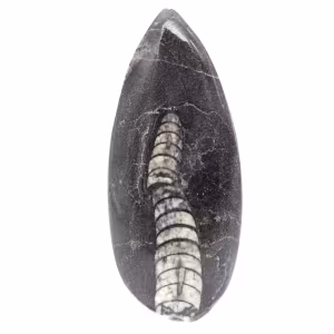 Orthoceras-fossil