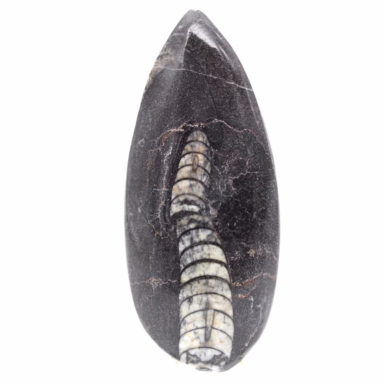 Orthoceras-fossil