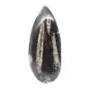 Fossila Orthoceras från Marocko - 0