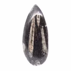 Fossila Orthoceras från Marocko