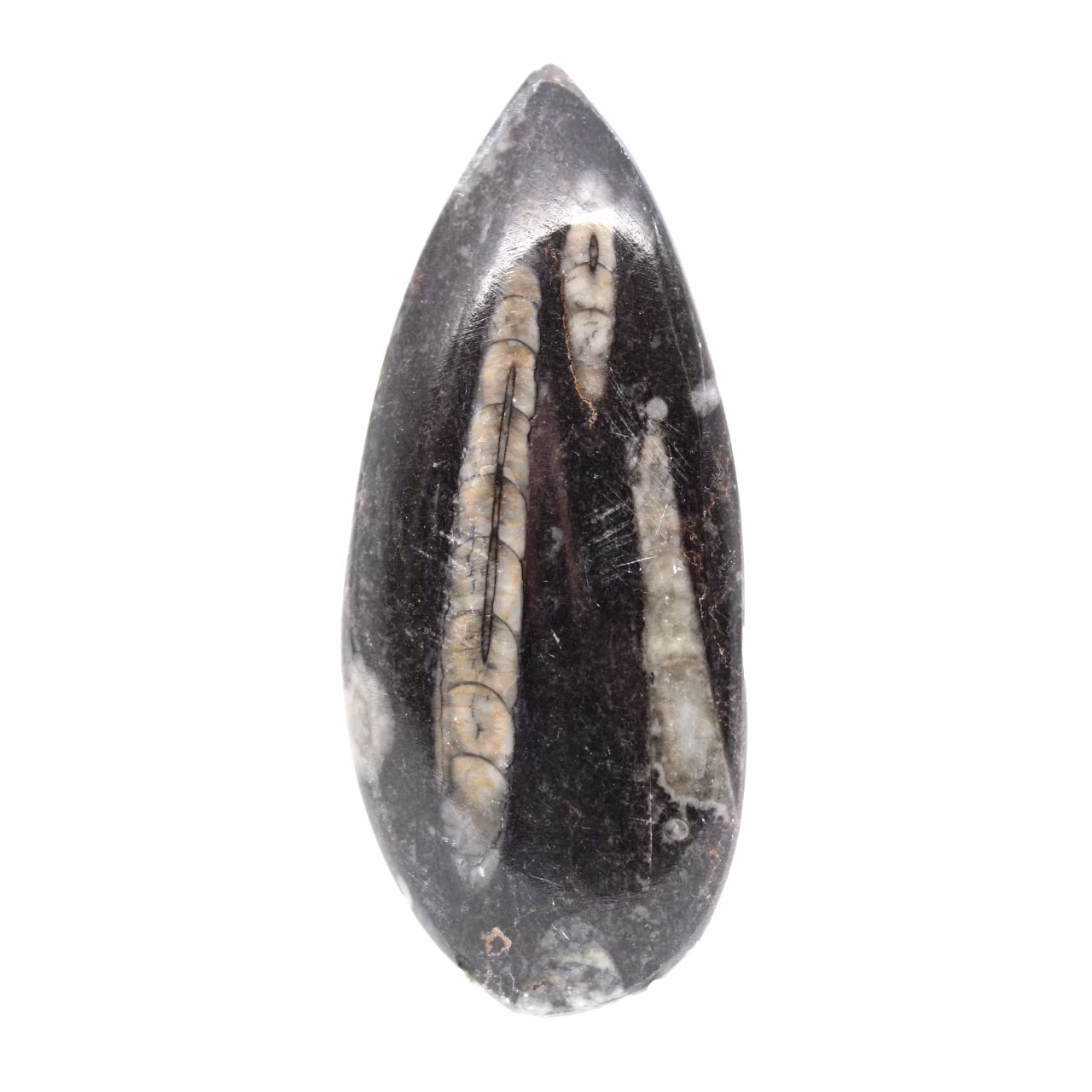 Fossila Orthoceras från Marocko