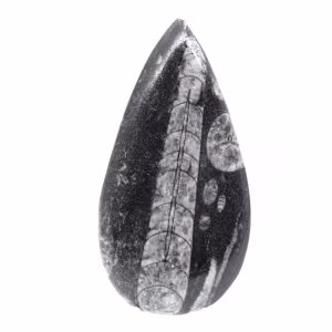 Orthoceras-fossil