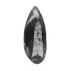 Orthoceras-fossil - 0