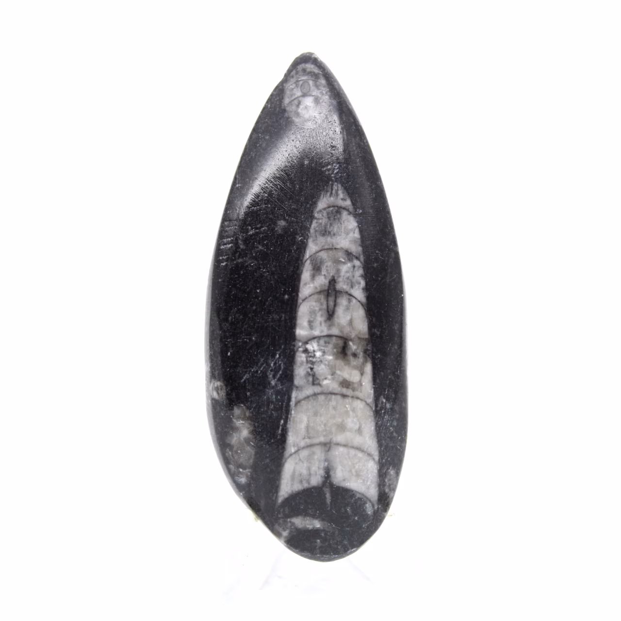 Orthoceras-fossil
