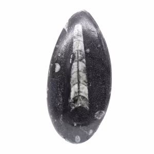 Fossila Orthoceras från Marocko