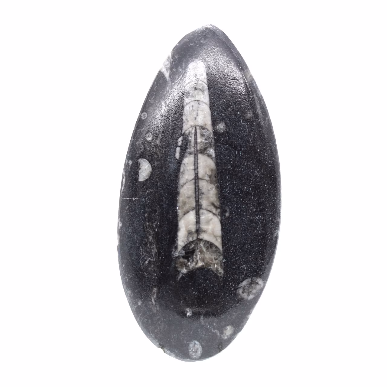 Fossila Orthoceras från Marocko