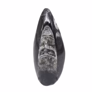 Fossila Orthoceras från Marocko