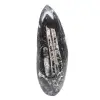 Orthoceras-fossil - 0