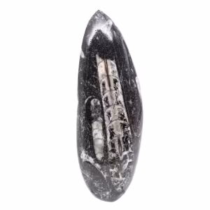 Orthoceras-fossil