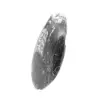 Fossila Orthoceras från Marocko - 2
