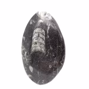Fossila Orthoceras från Marocko