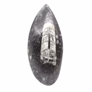 Fossila Orthoceras från Marocko