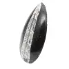 Orthoceras-fossil - 2